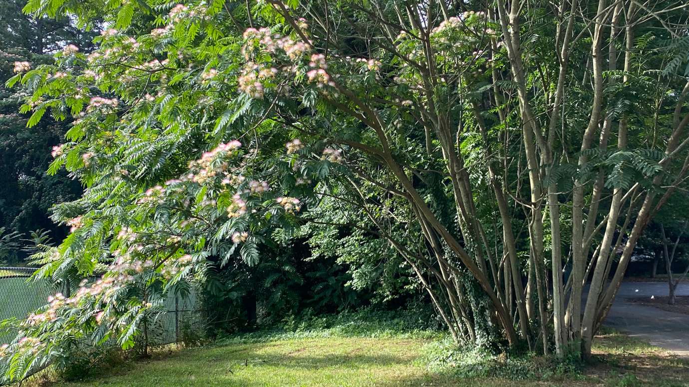Mimosa Tree (Albizia julibrissin) - Showy, white and pink flowers that resemble fluffy pompoms.