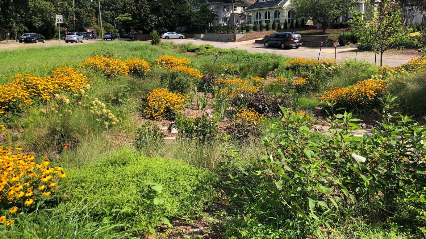 Glenwood Avenue Bioretention Area