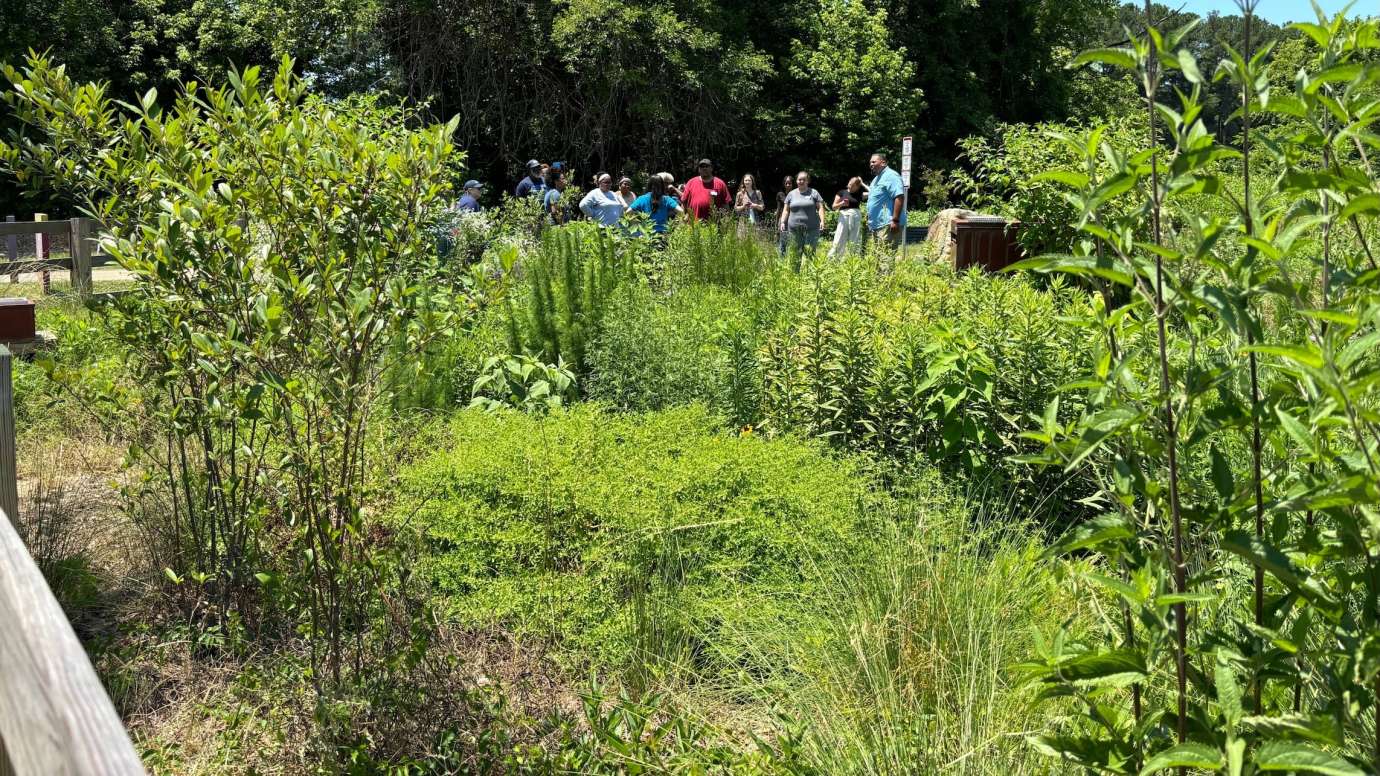 Walnut Creek Wetland