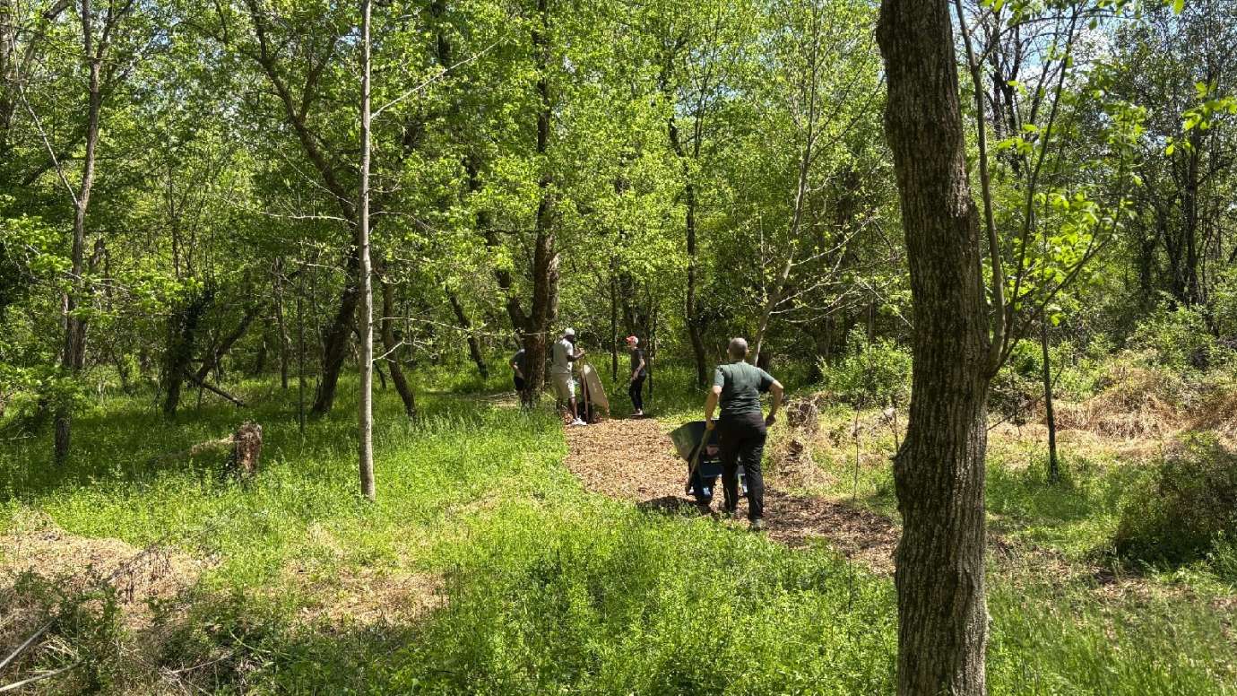 a volunteer using a wheel barrel on a path in a forrest