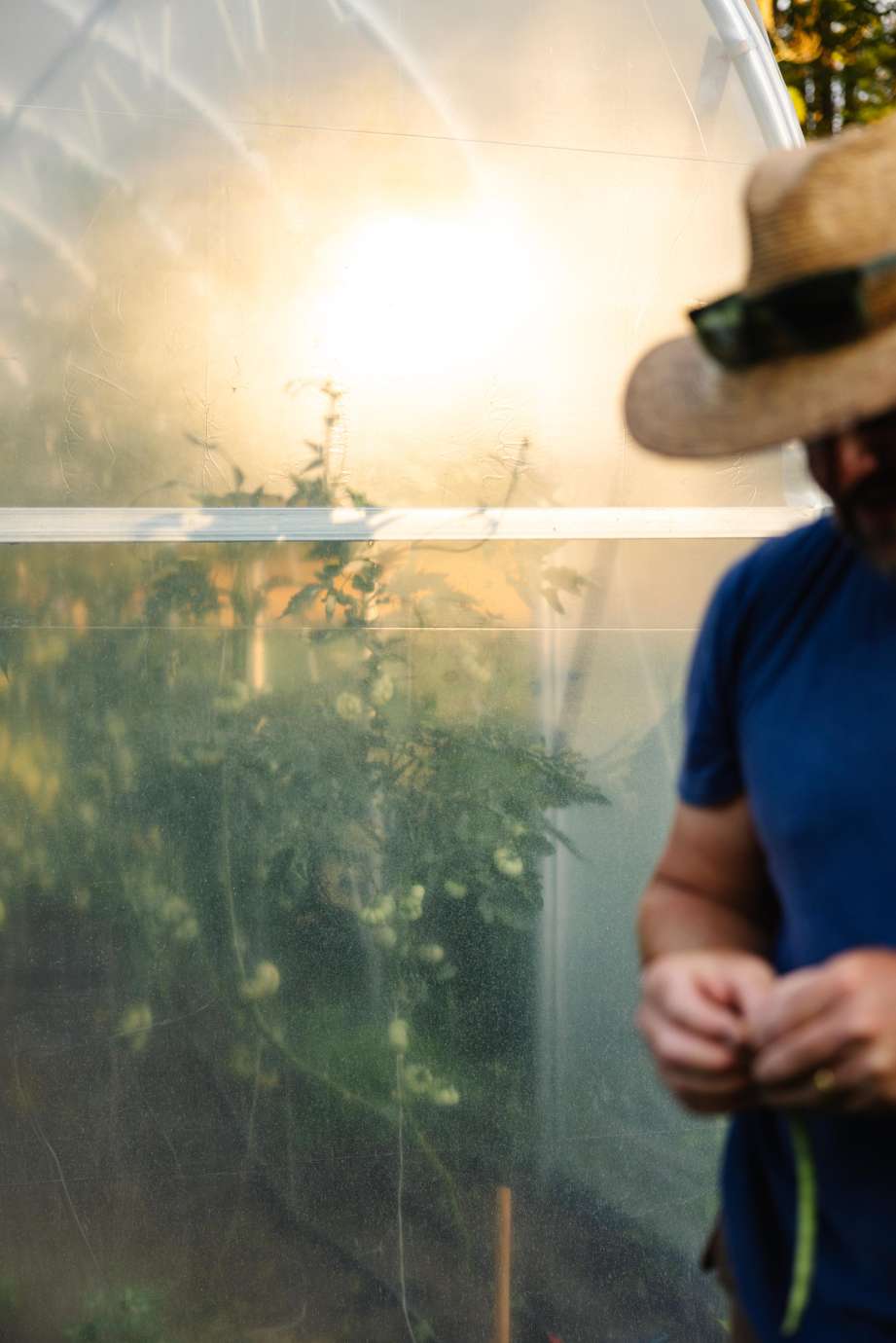 Sunrise shining through greenhouse