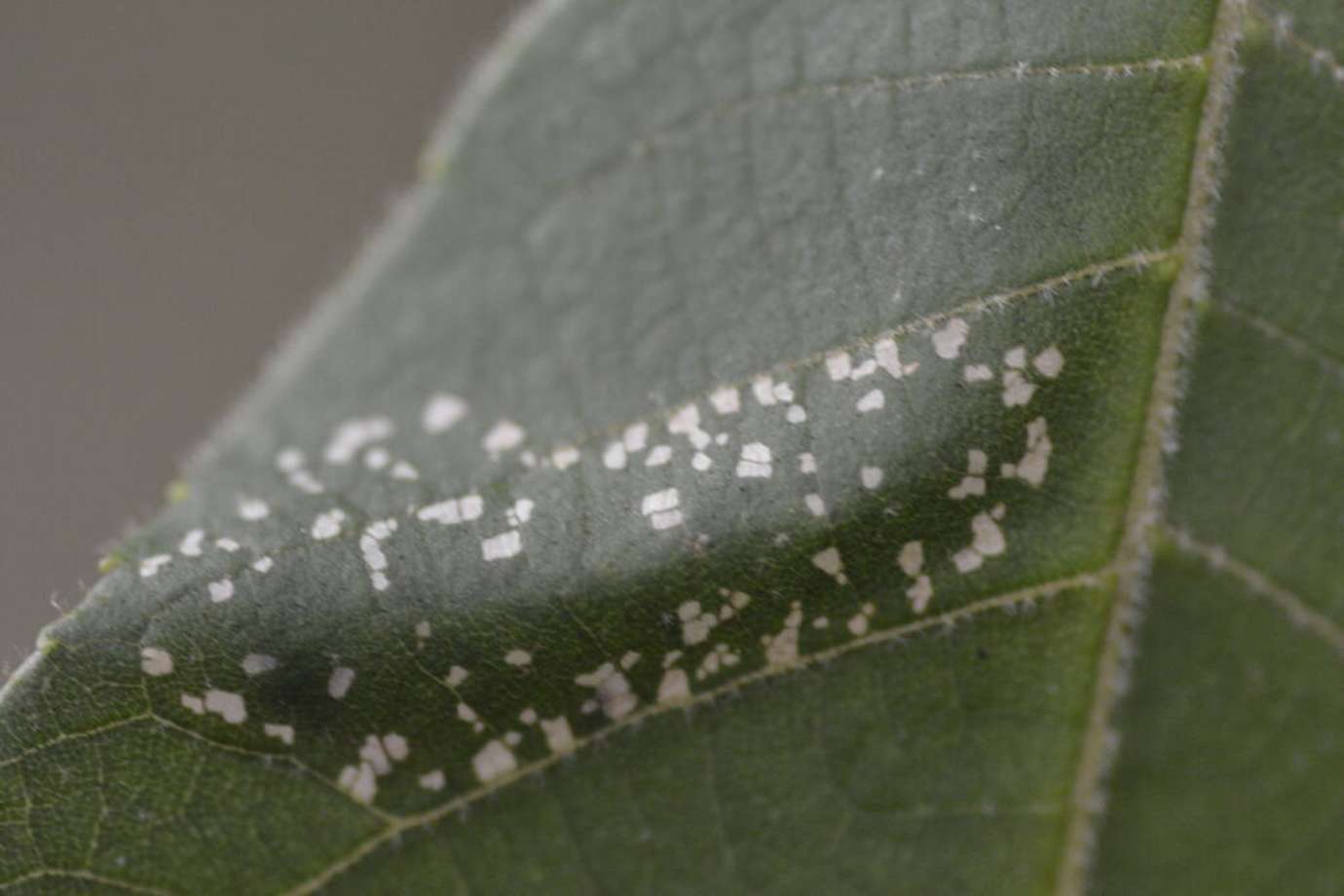 Upper side of the Phyllonorycter leaf mine on Bitternut Hickory