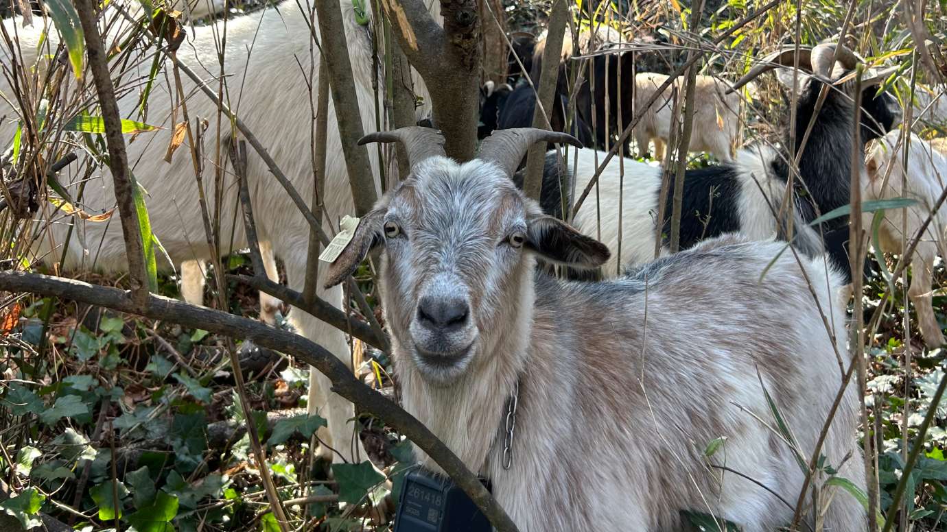 Invasive Removal at Dix Park with goats