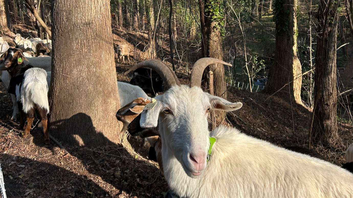 Invasive Removal at Dix Park with goats