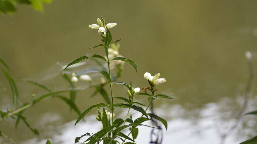 green leaves and white flowers called white turtlehead or chelone glabra