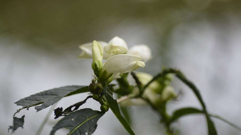 green leaves and a white flower called white turtlehead or chelone glabra