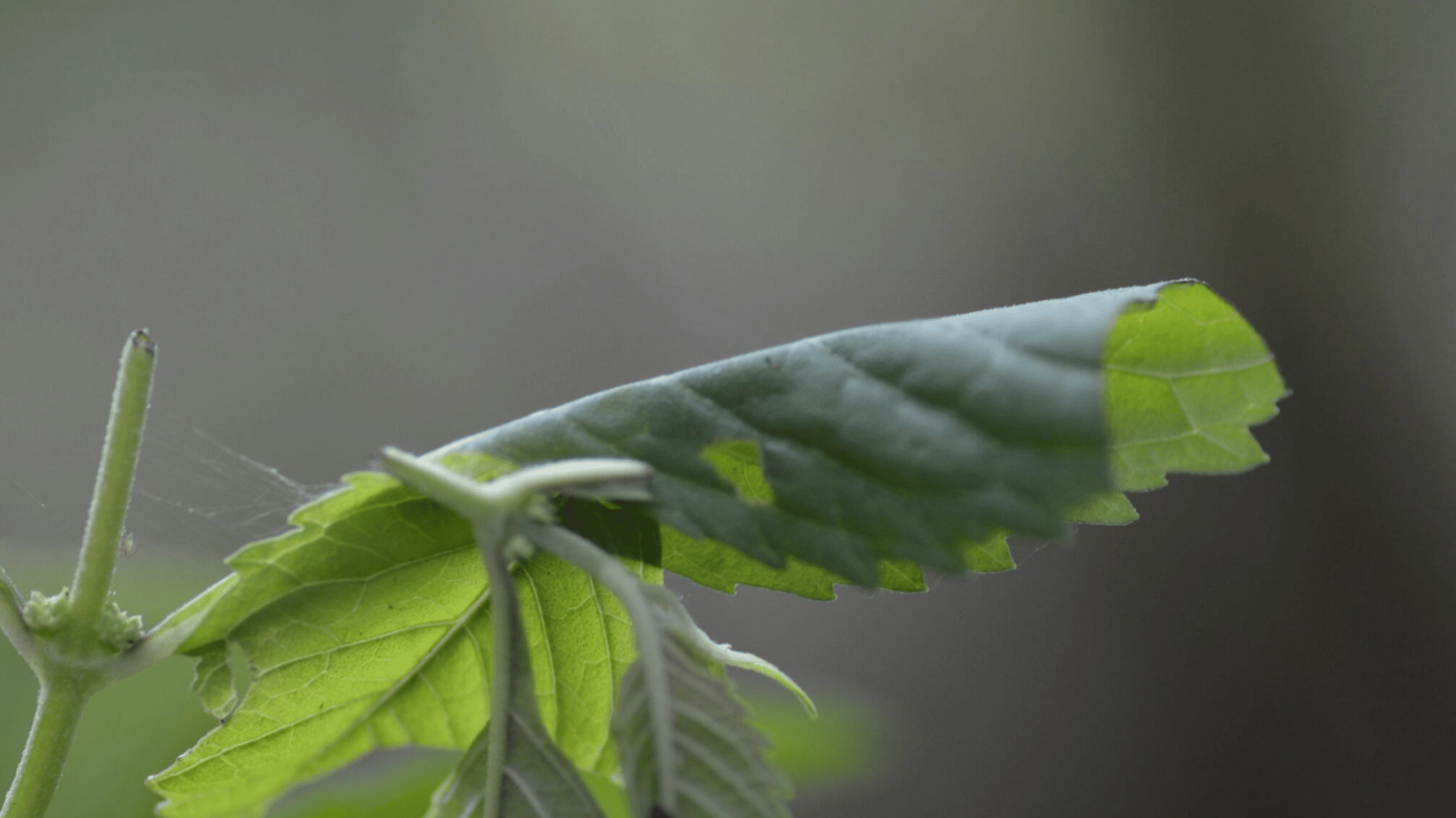 Leaf of Virginia Bugleweed