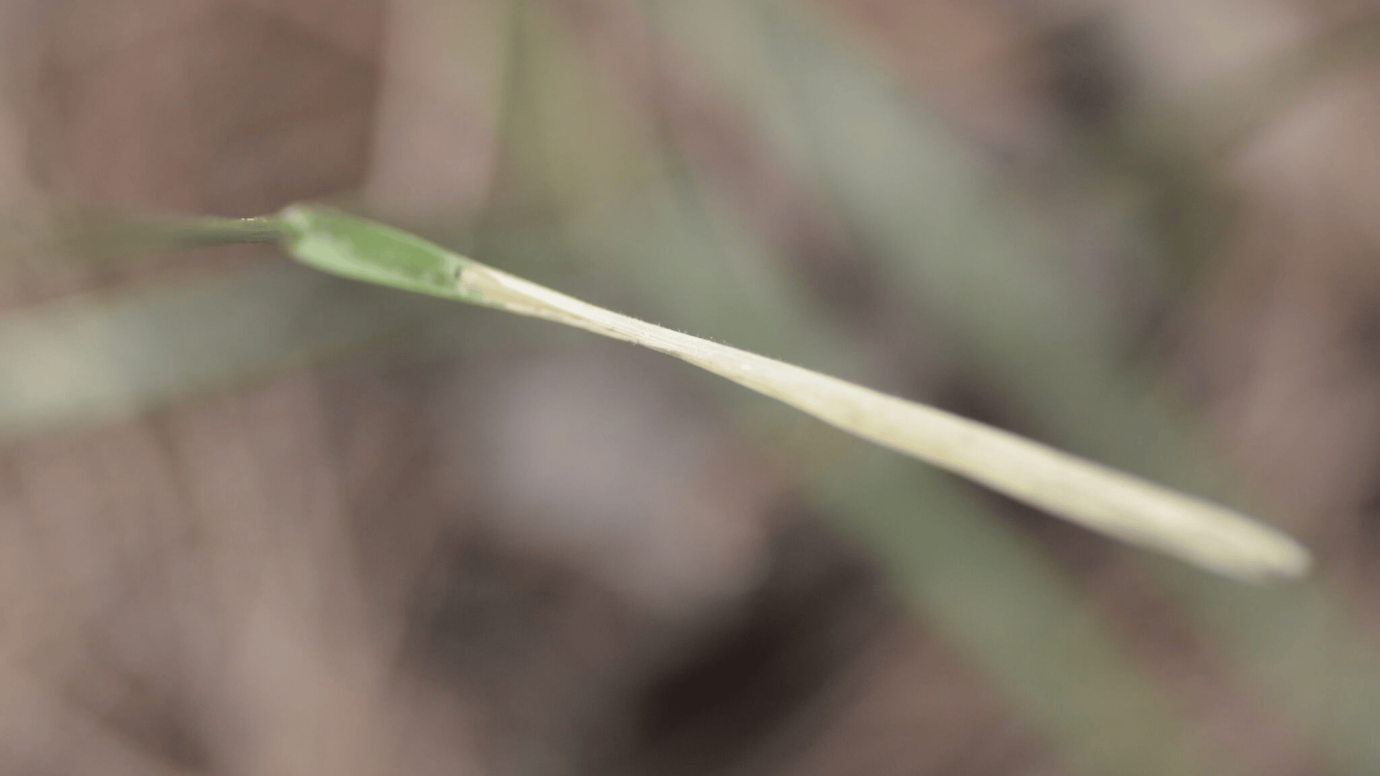 Twoflower Melicgrass 