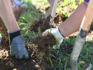 People digging to plant trees