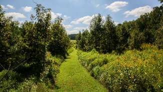 View of lush green trail at Annie Louise Wilkerson Nature Preserve