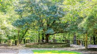 Large tree surrounded by stone patio and benches.