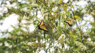 Two butterflies hanging out on some trees in the butterfly garden 