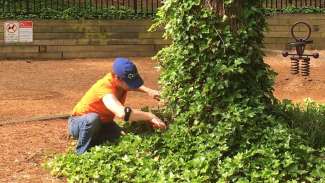 Parks staff clearing invasive english ivy from tree trunk in Raleigh park