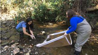 Stormwater staff in a stream collecting bug samples with a net