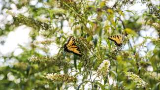 Two butterflies on flower bush