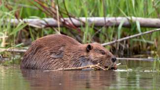 Beaver wading in stream water