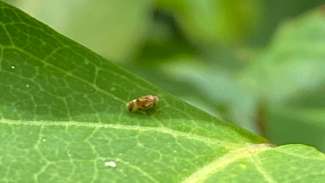 Tiny black insect on green leaf
