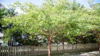 A large green tree 