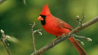 Northern red cardinal on tree branch