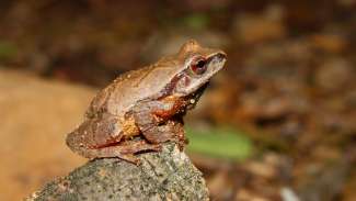 Brown frog on branch