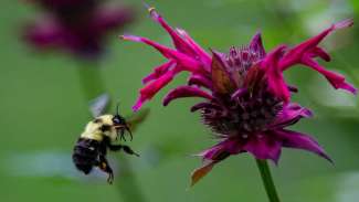 A bee getting pollen from a pink bee balm flower 
