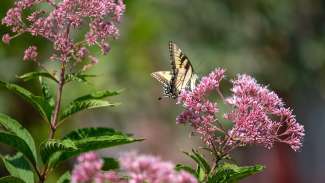 A butterfly on a pink joe pye weed flower