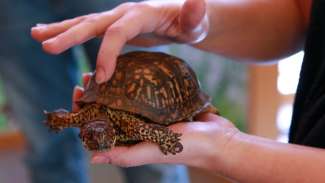 Turtle being held by hands in Nature Program