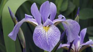 A purple southern blue flag flower