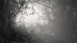 Archival pigment print by Adam Bellefeuil, light shining throw tangled branches