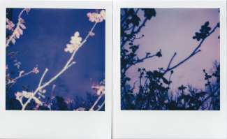 Polaroid photography by I'Nasah Crockett, two polaroids of plants against the sky