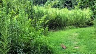 View of green grassy trail with little bunny in path