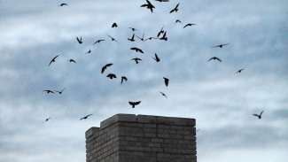 Flock of chimney swift birds around chimney