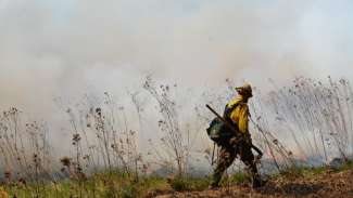 Fire watch walking in front of burning plants on ground and white smoke