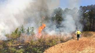 Prescribed fire at Wilkerson with burned ground on left with man supervising on right