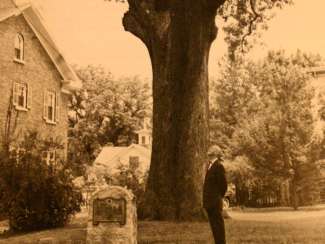 Old photo of Henry Clay Oak Historical Marker 