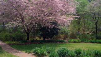 Brick path with pink tree blooms