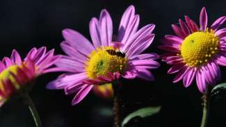 Light purple flowers with bee