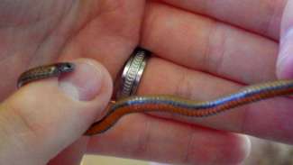 Tiny snake being held but hand with orange belly