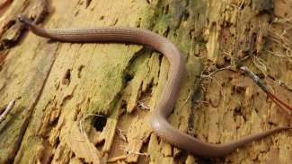 Small brown snake on tree trunk