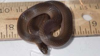 Dark brown baby snake coiled up on ruler