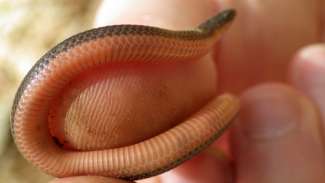 Tiny baby snake wrapped around thumb