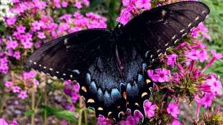 Black butterfly with spread wings on pink flowers
