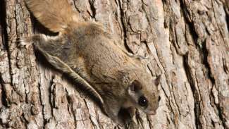 Southern flying squirrel clinging to a tree at night in southeastern Illinois