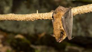 A big brown bat roosting on a vine near a cave.