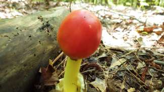 Mushroom with yellow stock and bright red top