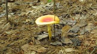Yellow mushroom growing out of ground with red center