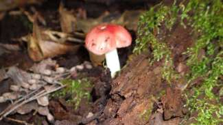 Small mushroom with white stalk and red top