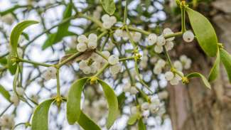 Mistletoe with white berries growing on a tree