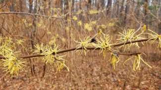 Yellow flowers blooming on tree branch in December