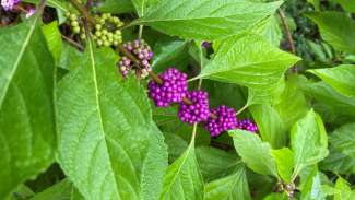 Beauty Berry Bush with purple berries